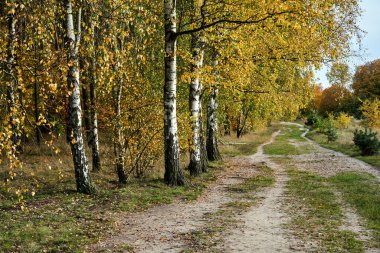 Polonya 'da sonbaharda toprak yol ve huş ağacı koruluğu