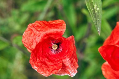 Yazın ekili bir tarlada çiçek açan haşhaş çiçekleri, Polonya