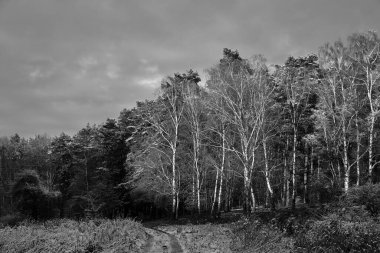 Polonya 'nın ormanlarında kış boyunca karla kaplı çalılar ve ağaçlar tek renkli.