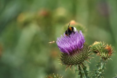 Bitter, mor bir çiçekte nektar topluyor. Devedikeni yazın kabarıyor, Polonya.