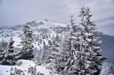 Polonya 'nın Karkonosze dağlarında kışın bir dağ yamacında karla kaplı kozalaklı ağaçlar.