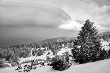 Polonya 'nın Karkonosze dağlarında kışın kozalaklı ormanlarla kaplı dağ yamacında tek renkli ağaçlar vardır.