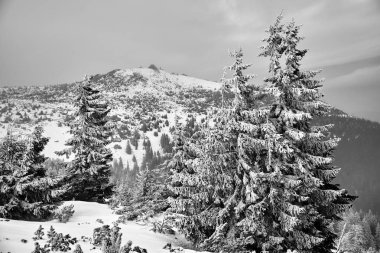 Polonya 'nın Karkonosze dağlarında kışın dağlık bir bölgede karla kaplı kozalaklı ağaçlar.