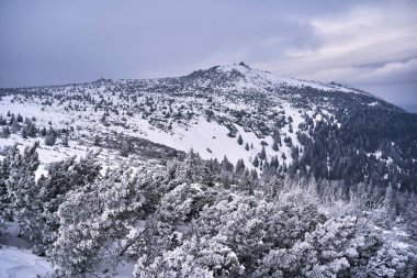 Polonya 'nın Karkonosze dağlarında kışın dağlık bir bölgede karla kaplı kozalaklı ağaçlar.