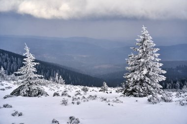 Polonya 'nın Karkonosze dağlarında kışın kozalaklı ormanlarla kaplı dağ yamacı