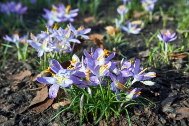 İlkbaharda bir çayırda çiçek açan mor çiçek, Polonya