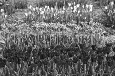 Polonya 'nın bahar bahçesinde renkli çiçek açan lale sıraları, tek renk.