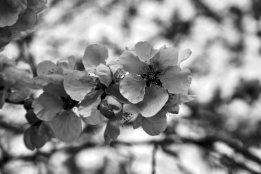 Baharda açelya çalılarının açan pembe çiçekleri, Polonya, monokrom