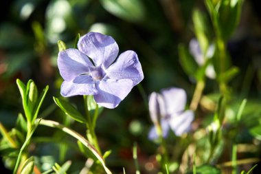 mavi, çiçek açan menekşe çiçeği baharda bir çayırda, Polonya