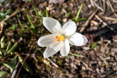 Polonya, Meadow 'da ilkbaharın başlarında açan beyaz çiçek