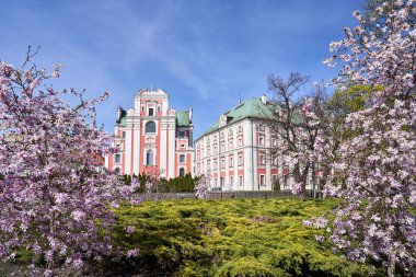 Çiçekli manolya ağaçları ve Polonya 'nın Poznan kentindeki tarihi bir kilise cephesi.