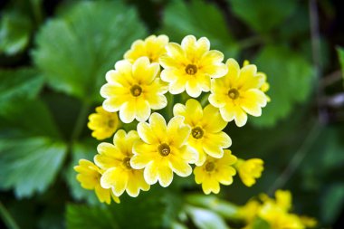 Bir grup sarı, çiçek açan çiçek baharın başlarında, Polonya 'da