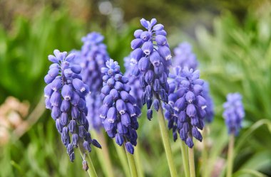 Mavi, çiçek açan üzüm sümbülü baharda bir çayırda, Polonya