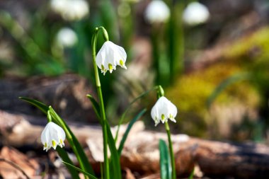 Bahar kar tanesi - Polonya ormanlarında ilkbaharın başlarında beyaz çiçekler