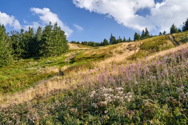 Polonya 'nın Beskidy dağlarındaki bir çayırda toprak bir yolda turist gezisi