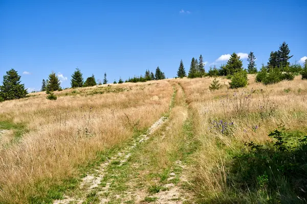 Polonya 'nın Beskidy dağlarındaki bir çayırda toprak bir yolda turist gezisi