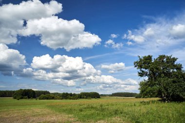Yaz boyunca sakallı, çayırlık ve ormanlı tarım arazisi, Polonya