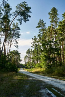 Yazın sık, yapraklı ormanda çakıl yolu, Polonya