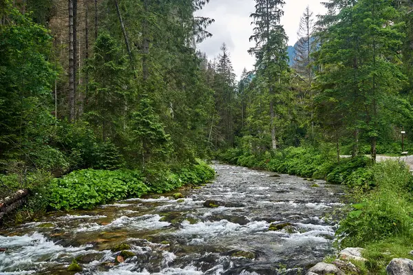 Polonya 'nın Tatra Dağları' ndaki bir vadide dağ deresi