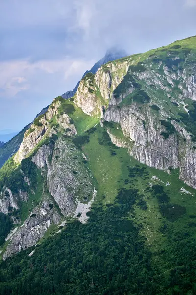 Polonya 'daki Tatra Dağları' nda cüce çamları ve kireçtaşı kayaları olan dağ uçurumları