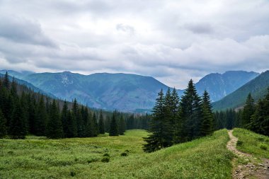 Polonya 'nın Tatra Dağları' nda bulutlu bir günde Tomanowa Vadisi 'ndeki orman ve çayırlar