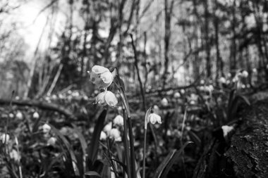 Bahar kar tanesi - İlkbaharın başlarında Polonya 'da beyaz çiçekler