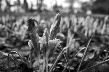 Polonya 'da, çayırdaki çiçek açan çiçek yapraklarına yağmur damlaları yağar.