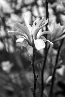 Pembe manolya çiçeği baharın başlarında ağaçta çiçek açıyor, Polonya