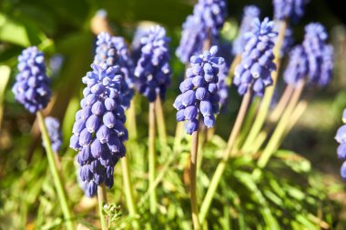 Mavi, çiçek açan üzüm sümbülü baharda bir çayırda, Polonya