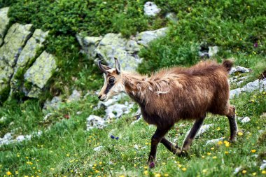 Tatra Dağları 'ndaki bir çayırda Tatra güveci, Polonya