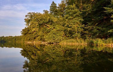 Yazın bir gölün suyuna yansıyan yaprak döken orman, Polonya