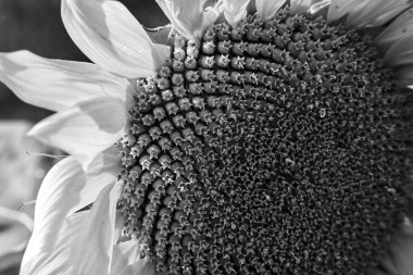 Yazın çiçek açan bir ayçiçeğinin detayları, Polonya