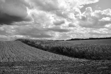 Yaz boyunca sakallı ve ayçiçeği ekili tarım manzarası, Polonya