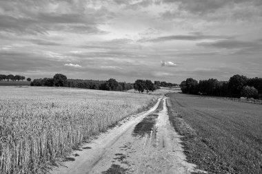 Yaz boyunca yol ve olgunlaşmış tahıl tarlalarıyla tarım arazisi, Polonya