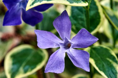 Baharda, Polonya 'da bir çayırda çiçek açan mavi menekşe çiçeği