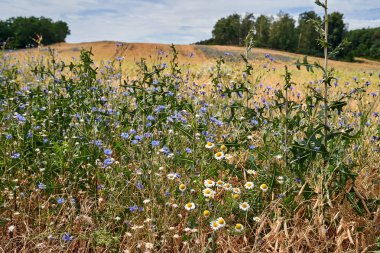 Yaz boyunca ekili bir tahıl tarlasının yakınında büyüyen renkli çiçekler ve devedikenleri, Polonya