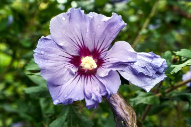 Bahçedeki yağmurdan sonra çiçek açan mor süslemeli amber çiçeğinin yakın çekimi, Polonya