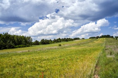 Güneşli bir bahar günü Polonya 'da tarlaları ve çayırları olan bir tepe.