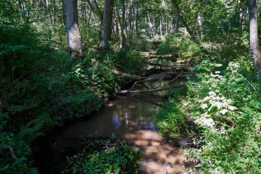 Küçük Gryzynka Nehri yaz boyunca sık bir yaprak döken ormandan akar, Polonya