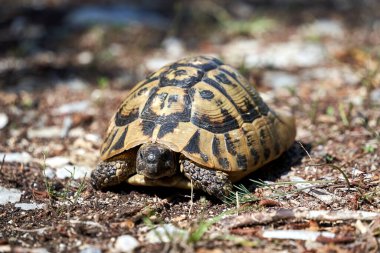 Karadağ 'da zorlu bir yolda yetişkin kaplumbağa var