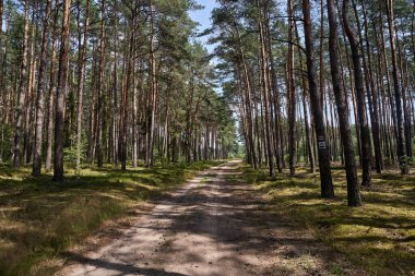 Hiking and cycling trail on a dirt road through a pine forest, Poland