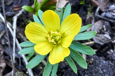 Sarı hepatika çiçeği ilkbaharın başlarında Polonya 'da bir açıklıkta