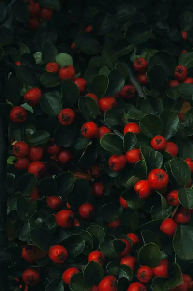 Красные Ягоды Дереве Cotoneaster Horizontalis — стоковое фото