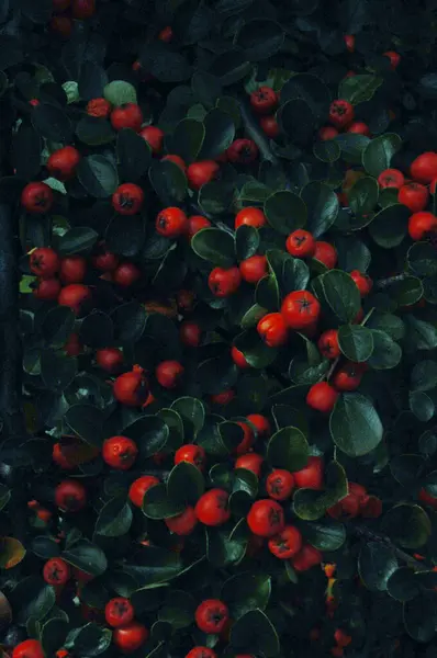 白色底色的红色浆果 — 图库照片