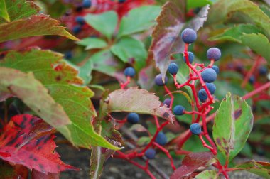 Mavi böğürtlenli yakın çekim - Partenocissus quinquefolia