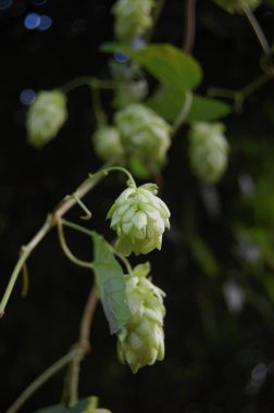 Çiçek açan zıplamalar, yapraklar yazın ağaç dalında