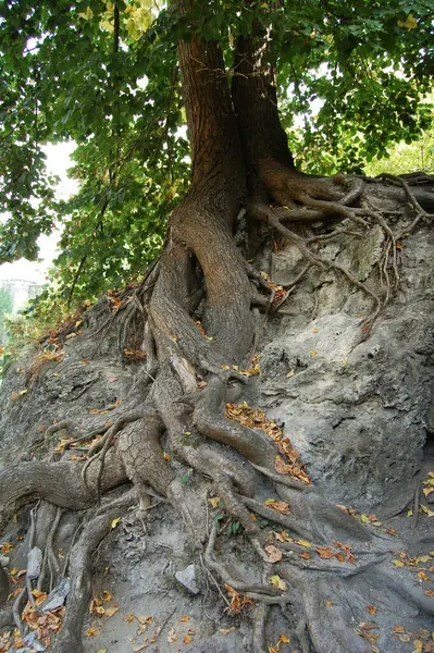 tree roots in forest, nature flora