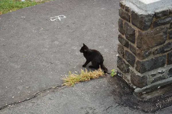Schwarze Katze Sitzt Auf Der Straße Stockbild