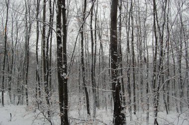 Kış manzarası, ormanda kar.