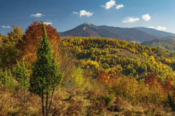 Malowniczy Górski Jesienny Krajobraz Żywe Żółte Drzewa Wzgórzach Wysokie Góry — Zdjęcie stockowe